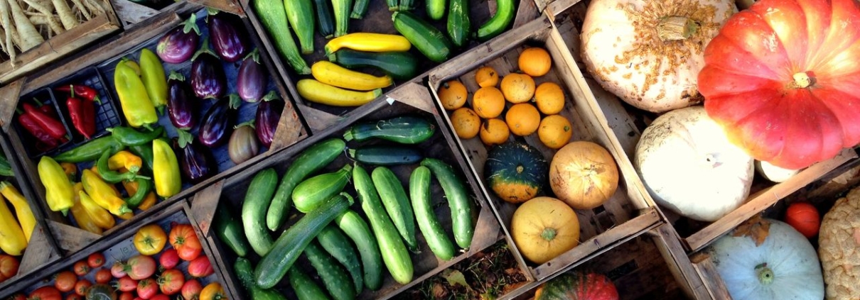 agriculture biologique autonomie alimentaire potager