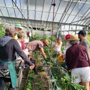 Maîtriser les cultures potagères
