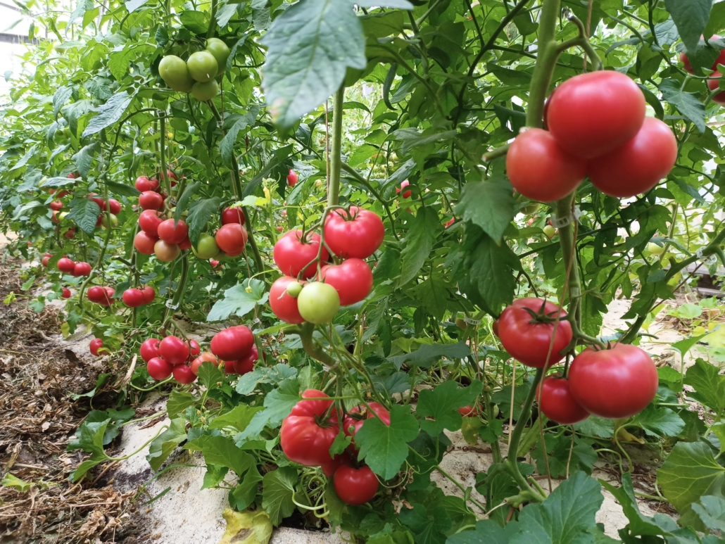 Tomates maraîchage sur sol vivant